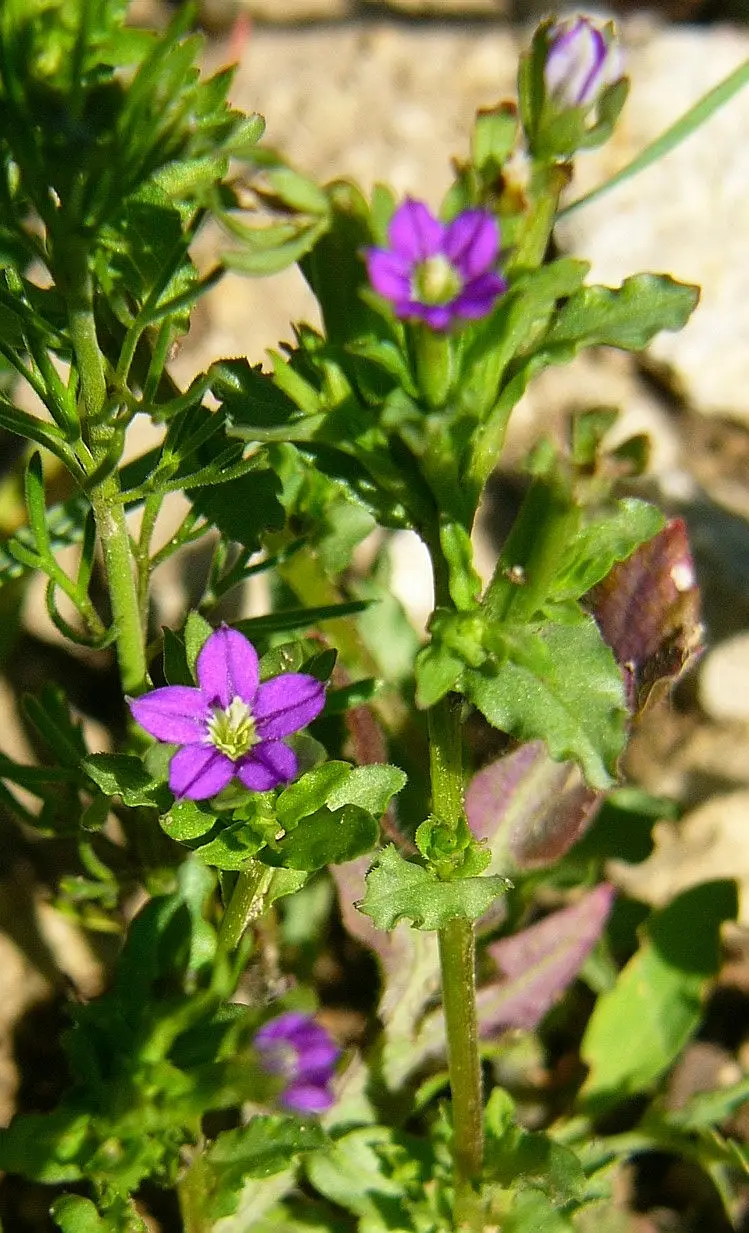 Legousia hybrida (Corn Violet)