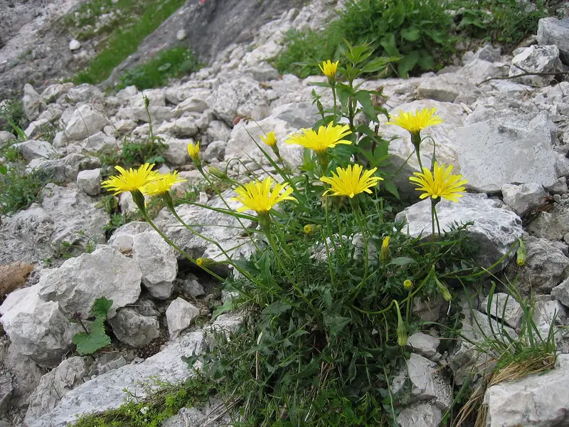 Leontodon hispidus (Bristly hawkbit)