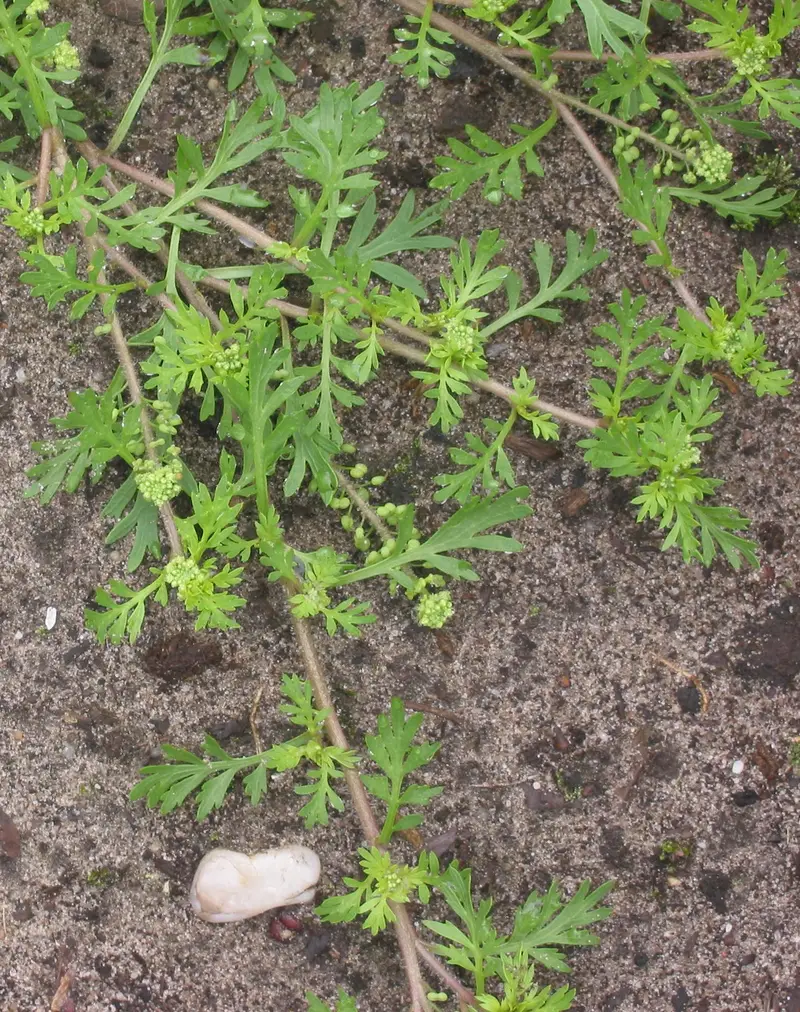 Lepidium didymum (Bitter Cress)