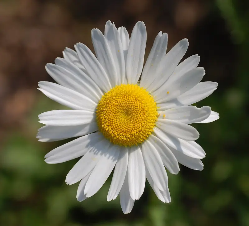 Leucanthemum vulgare (Dog Daisy)