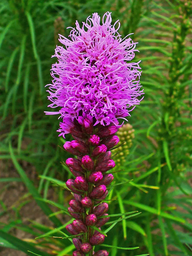 Liatris spicata (Blazingstar)