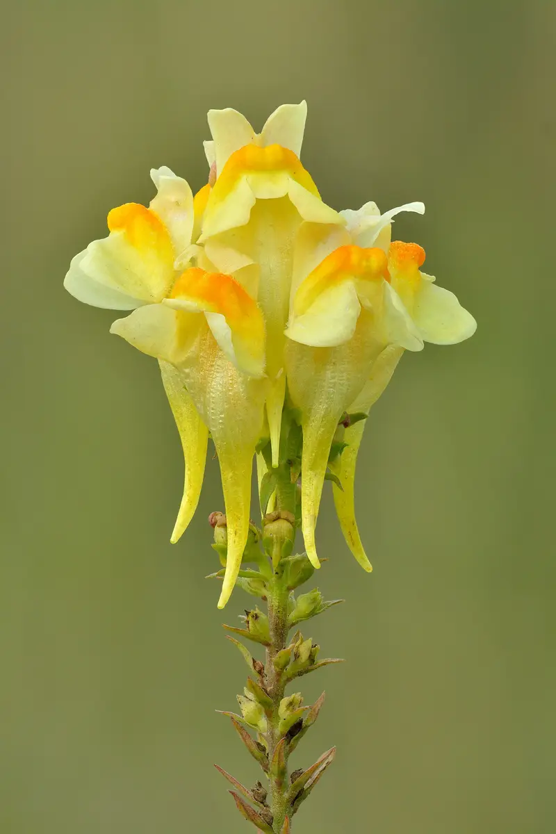 Linaria vulgaris (Butter And Eggs)