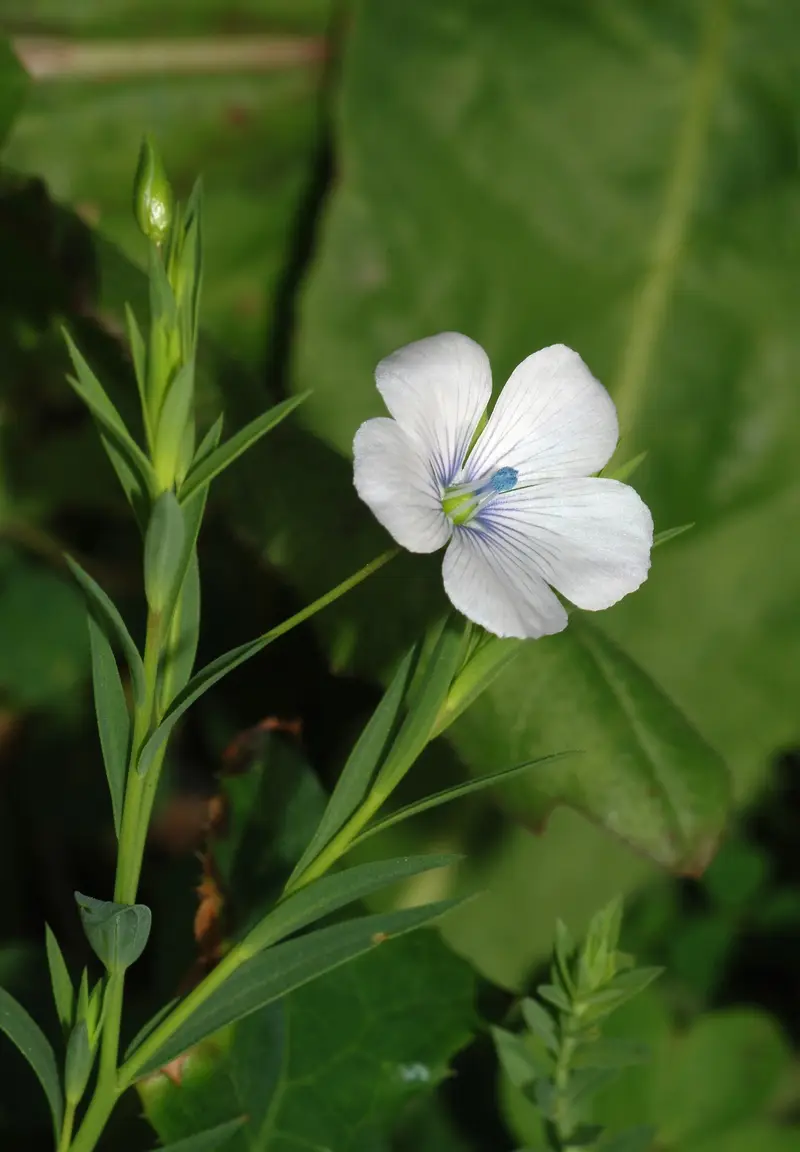 Linum bienne (Pale Flax)