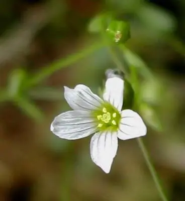 Linum catharticum (Bitter Flax)