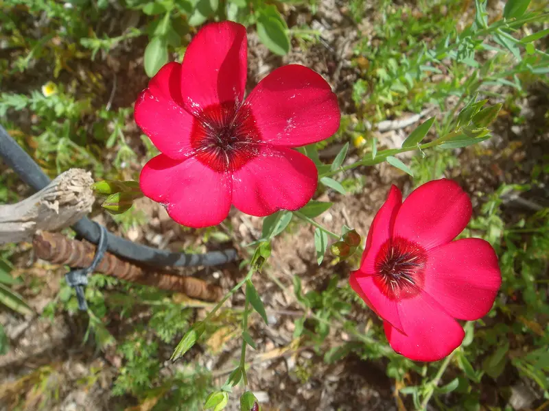 Linum grandiflorum (Crimson Flax)
