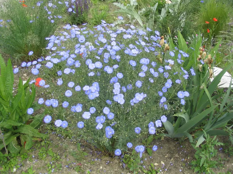 Linum perenne (Blue flax)