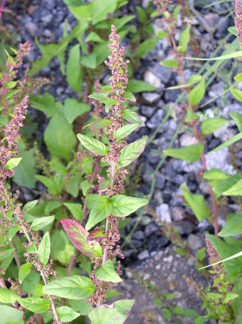 Lipandra polysperma (European Goosefoot)