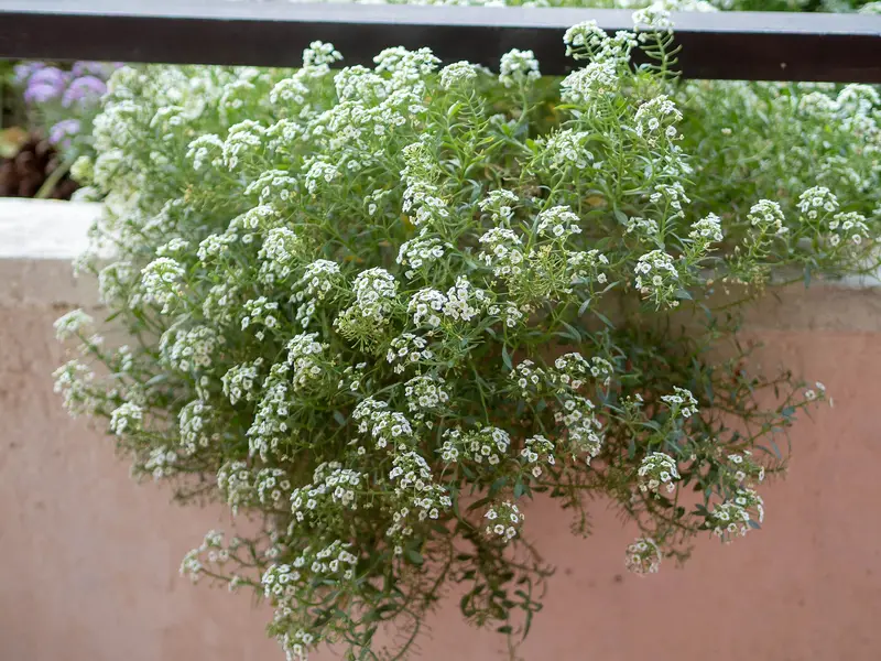 Lobularia maritima (Sweet Alison)
