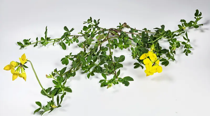 Lotus corniculatus (Bird's-foot Trefoil)
