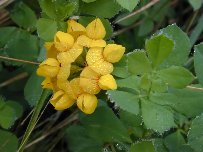 Lotus pedunculatus (Big trefoil, Marsh bird's foot trefoil)