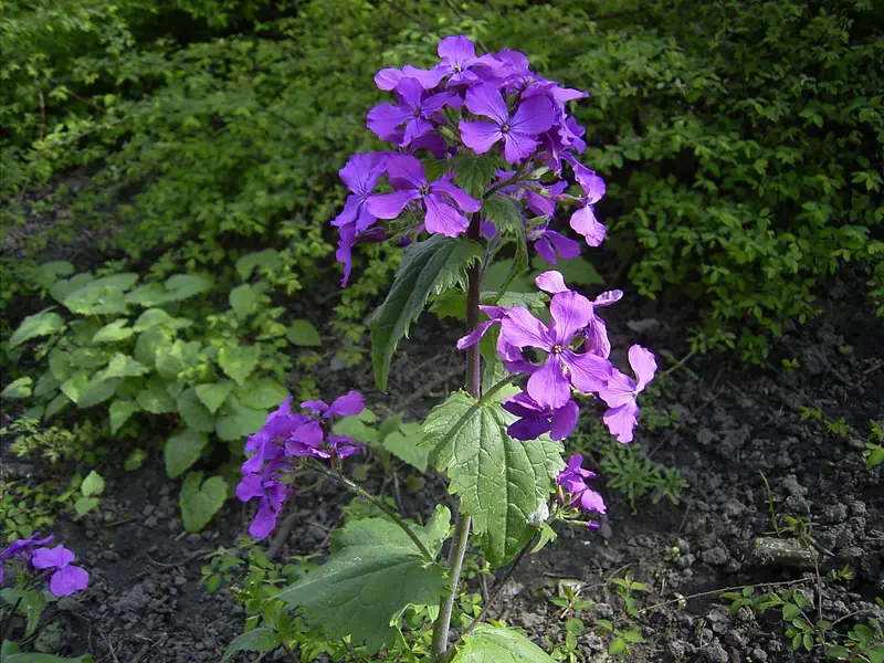 Lunaria annua (Annual Honesty)