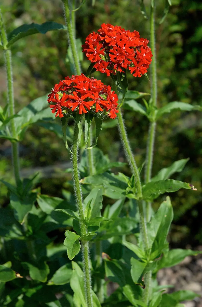 Lychnis chalcedonica (Maltese-Cross)