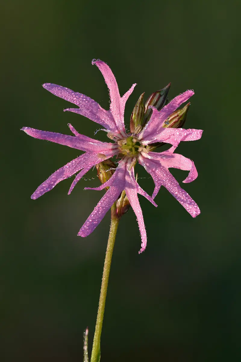 Lychnis flos-cuculi (Ragged Robin)