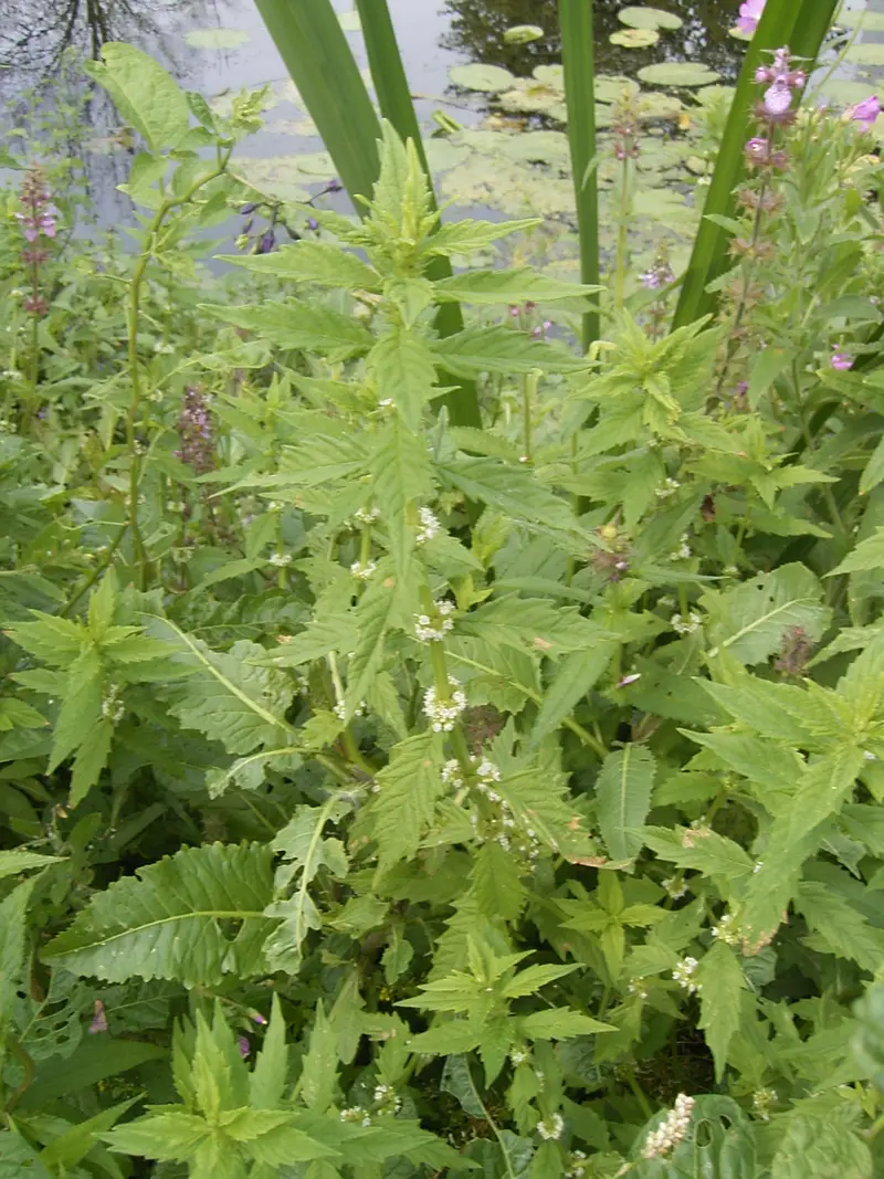 Lycopus europaeus (Bugleweed)
