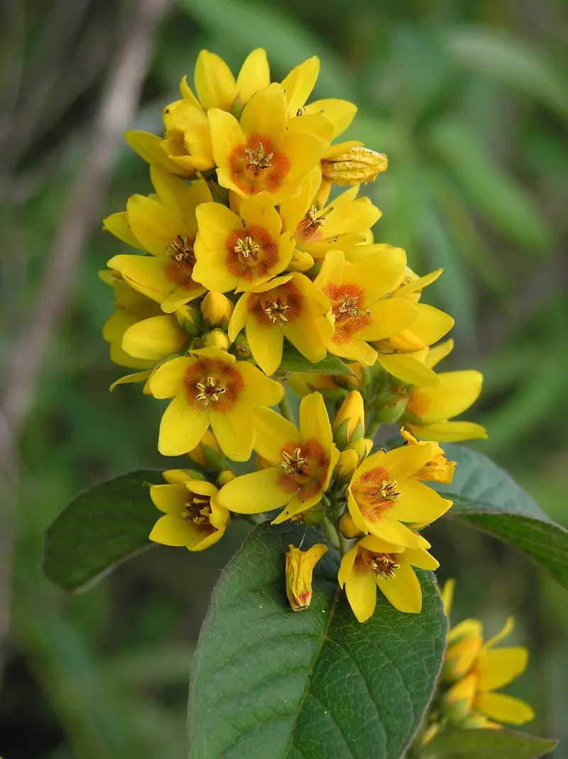 Lysimachia vulgaris (Garden Loosestrife)