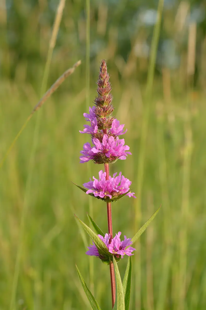 Lythrum salicaria (Hairy Purple Loosestrife)