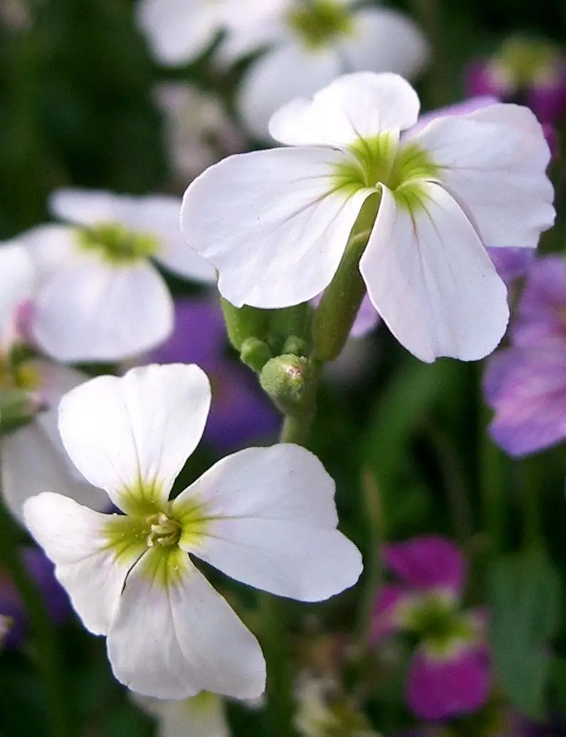 Malcolmia maritima (Virginia Stock)