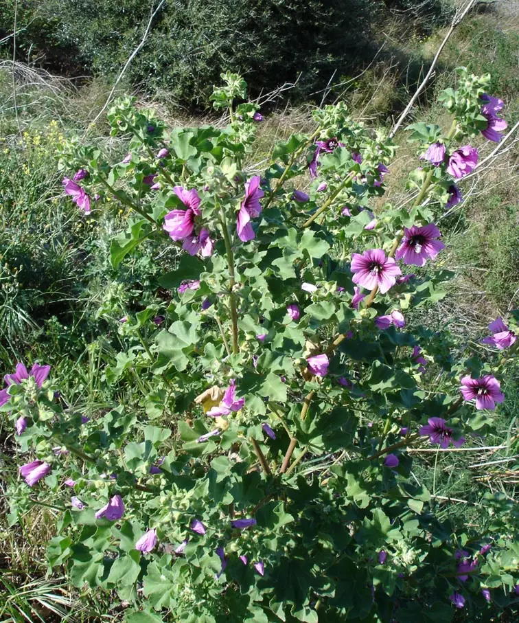 Malva arborea (Tree Mallow)
