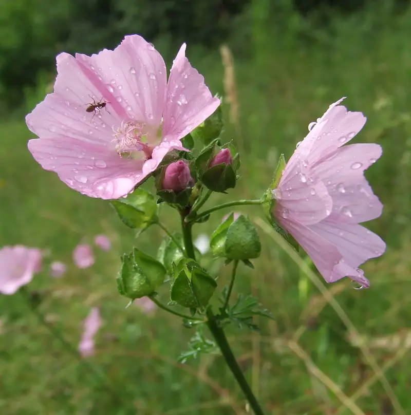 Malva moschata (Musk Cheeseweed)