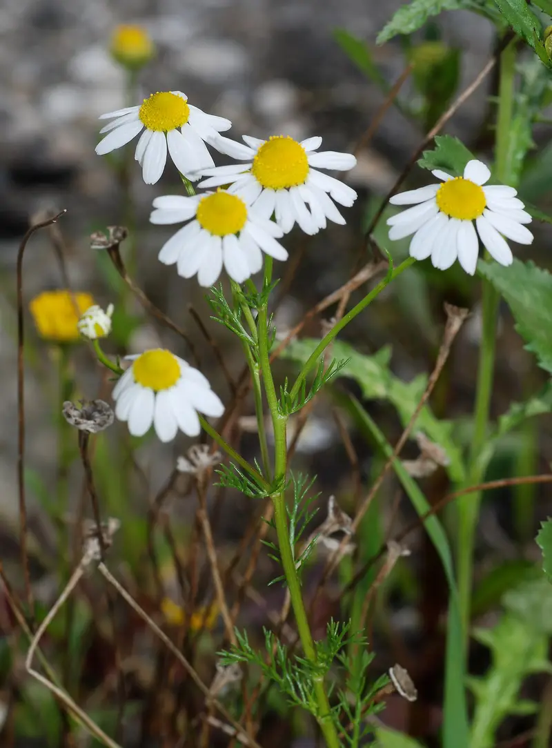 Matricaria recutita (Scented Mayweed)
