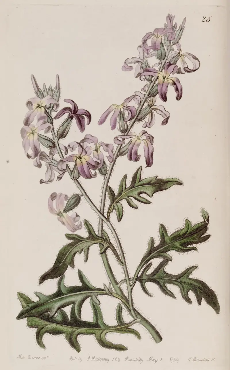 Matthiola longipetala (Night scented stock)