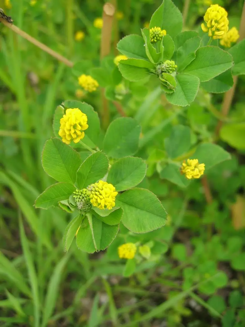 Medicago lupulina (Black Medic)