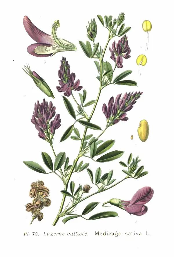 Medicago sativa (Alfalfa)