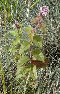 Mentha aquatica (Aromatic Thyme)