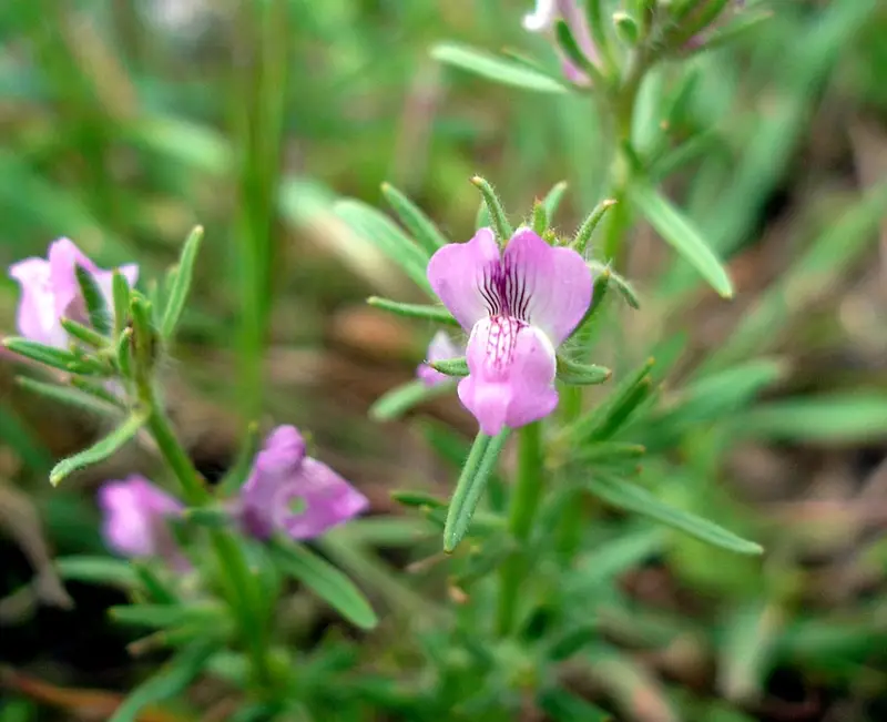 Misopates orontium (Linearleaf snapdragon)