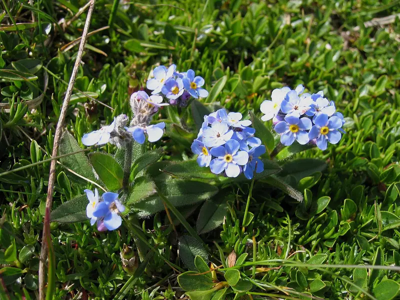 Myosotis alpestris (Alpine Forget-Me-Not)