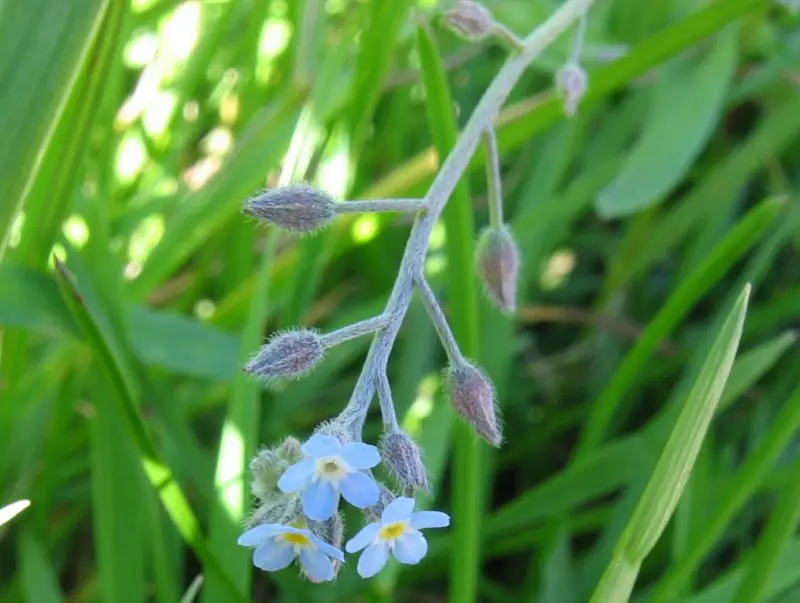 Myosotis arvensis (Common Forget-Me-Not)