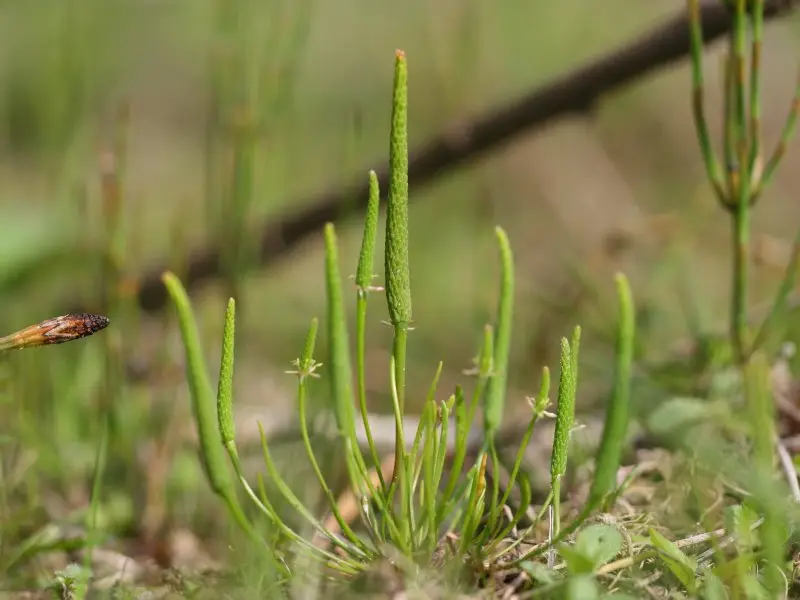 Myosurus minimus (Mousetail)