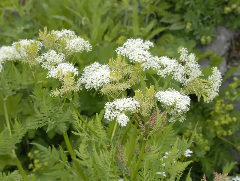 Myrrhis odorata (Anise)
