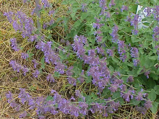 Nepeta mussinii (Persian catmint)
