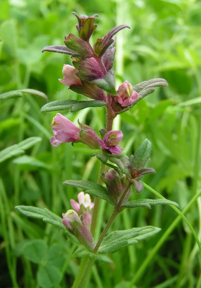 Odontites vernus (Red Bartsia)