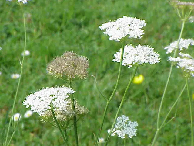Oenanthe pimpinelloides (Callous-Fruited Water Dropwort)