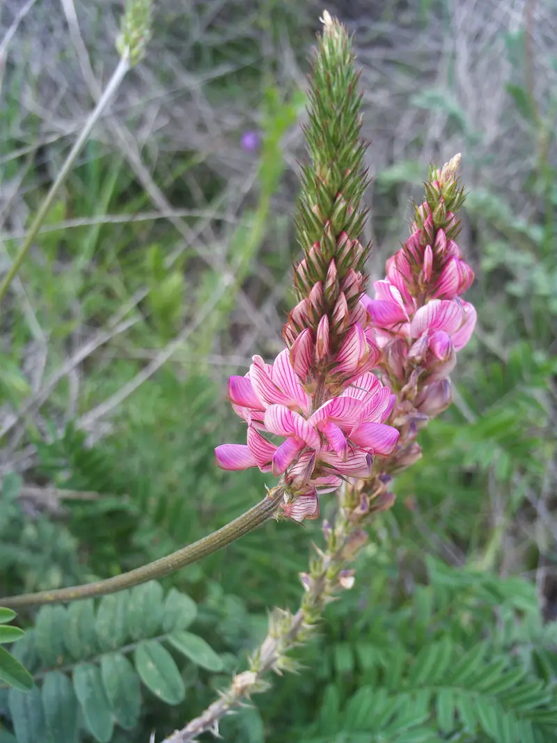 Onobrychis viciifolia (Common Sainfoin)