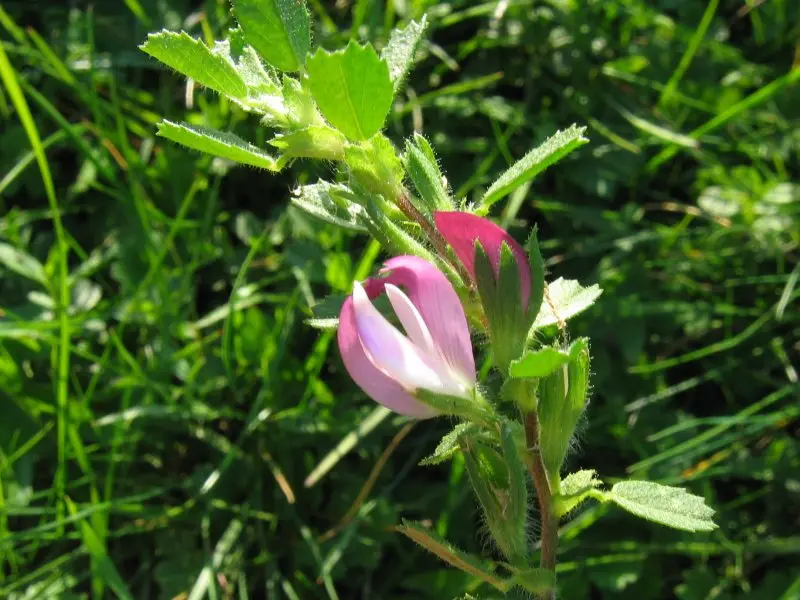 Ononis repens (Common Restharrow)