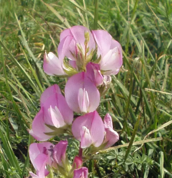 Ononis spinosa (Spiny Restharrow)