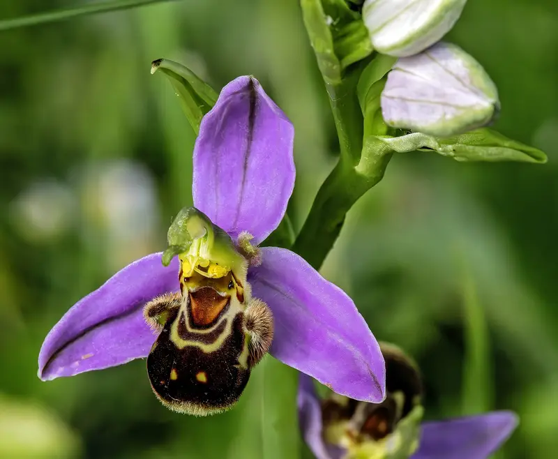 Ophrys apifera (Bee Orchid)