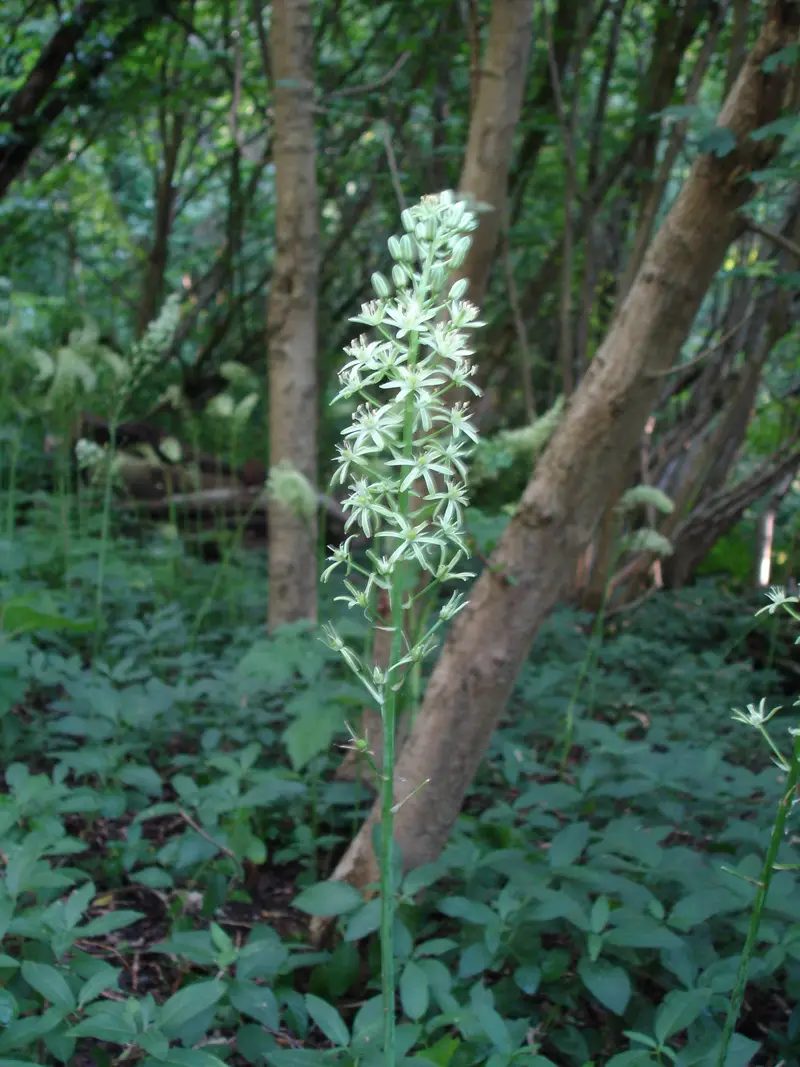 Ornithogalum pyrenaicum (Bath Asparagus)