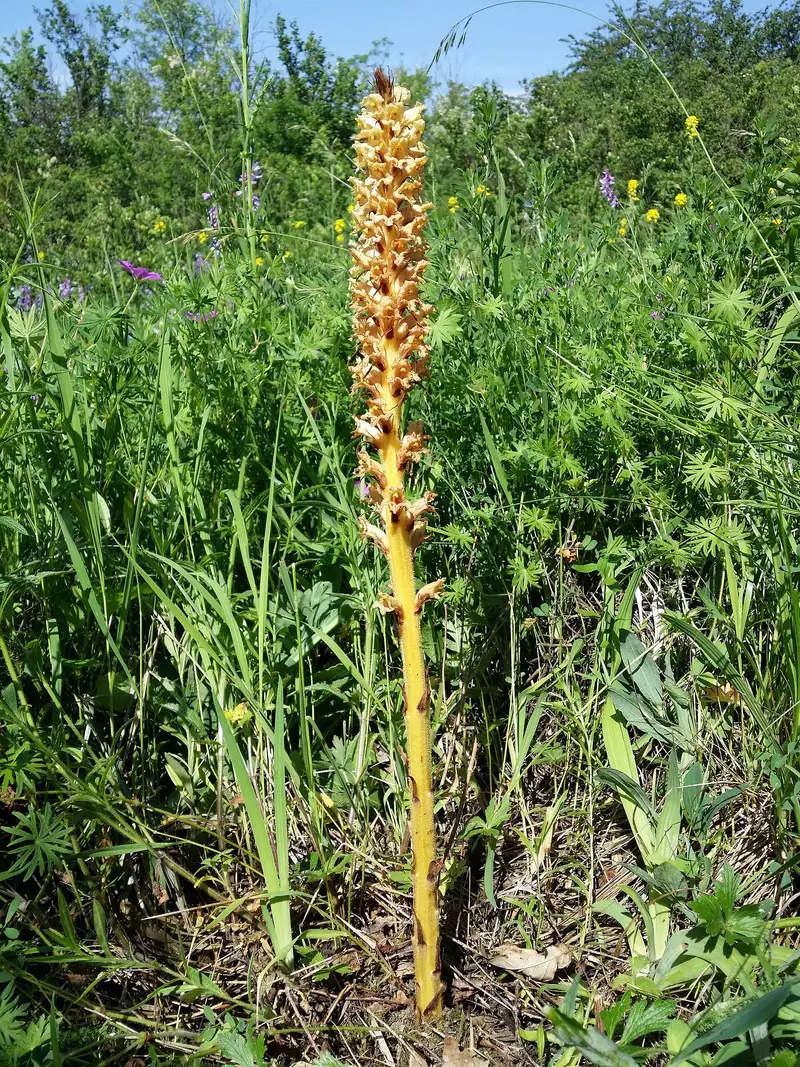 Orobanche elatior (Knapweed Broomrape)