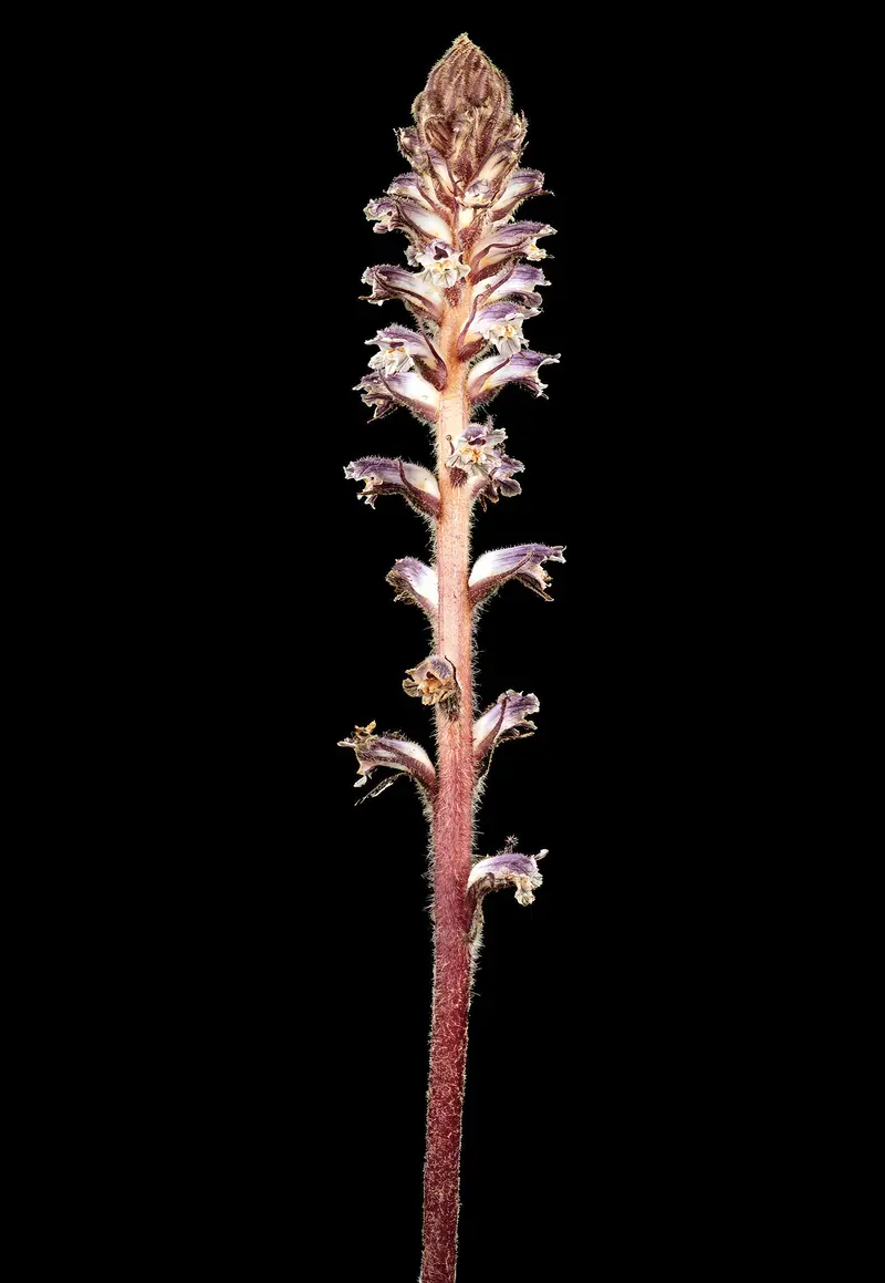 Orobanche minor (Common Broomrape)