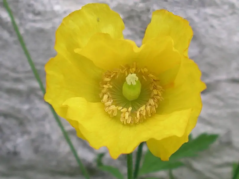 Papaver cambricum (Poppy)