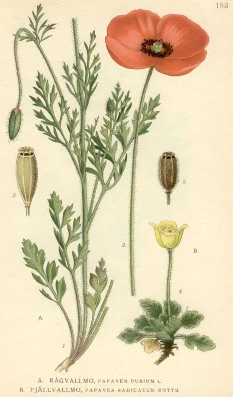 Papaver dubium (Blindeyes)