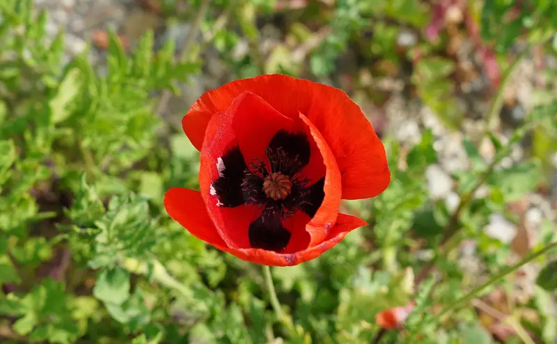 Papaver orientale (Oriental Poppy)