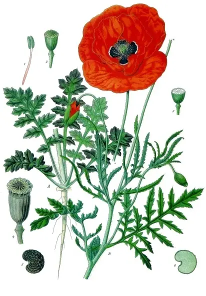 Papaver rhoeas (Common Poppy)