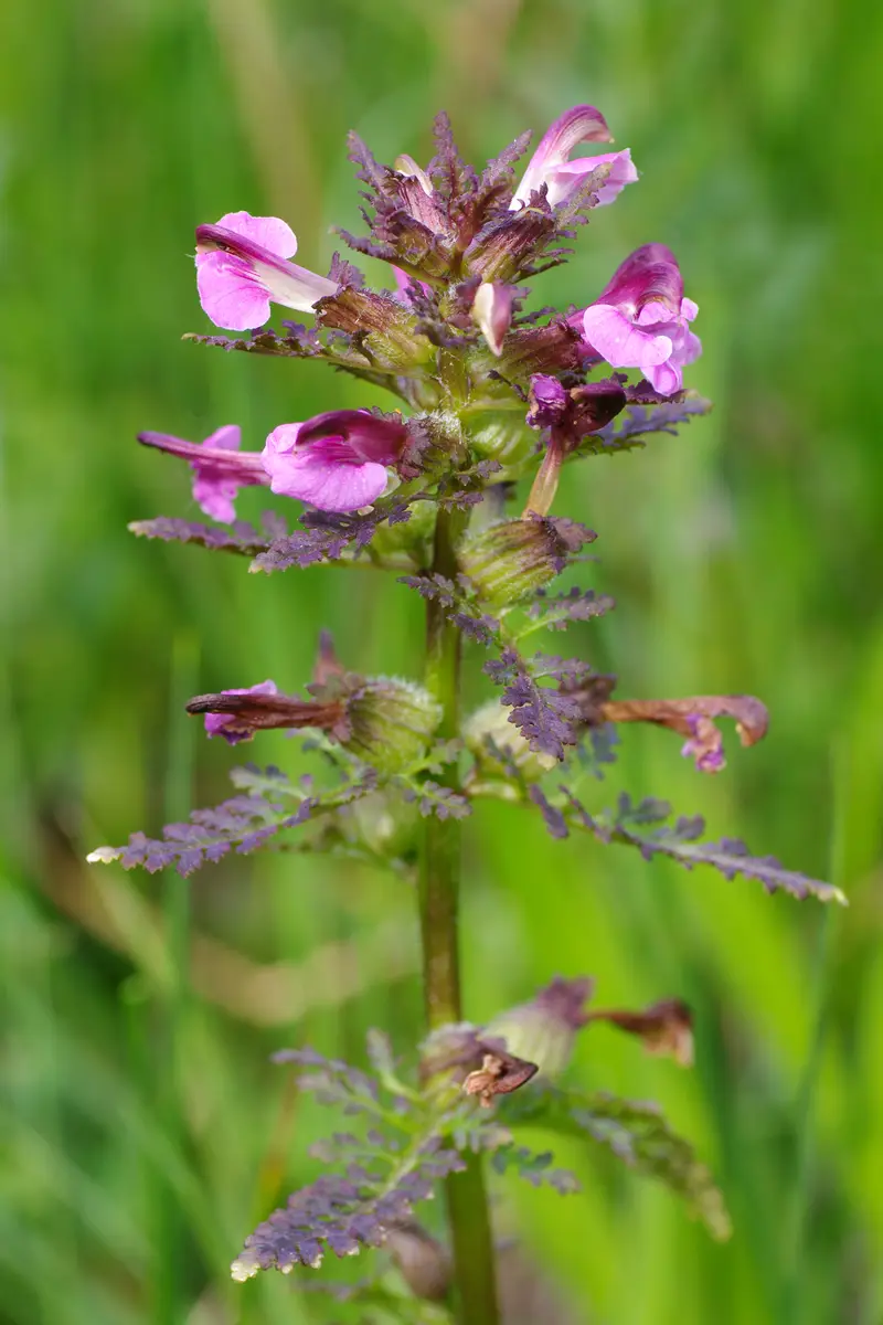 Pedicularis palustris (European purple lousewort)