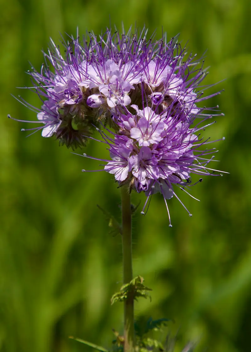 Phacelia tanacetifolia (Facelia)