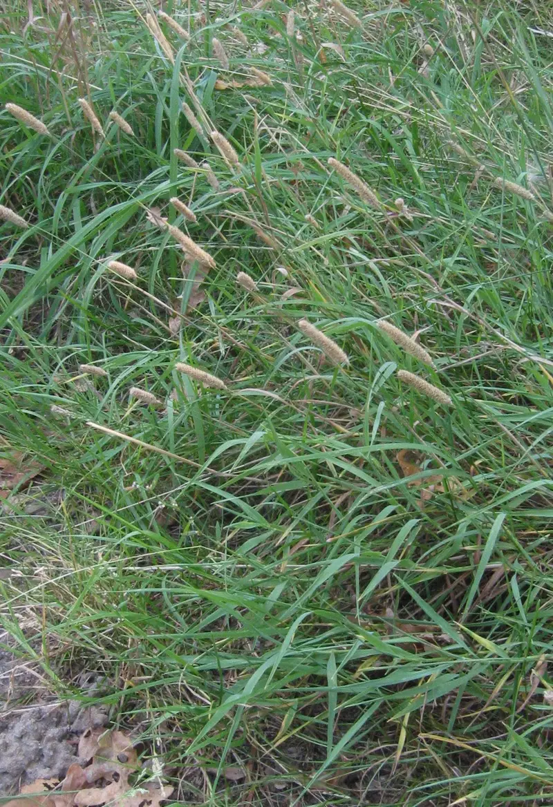 Phleum bertolonii (Bertoloni's timothy)